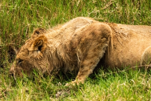 Au départ d'Arusha : Safari de 3 jours à Tarangire, Ngorongoro et Manyara