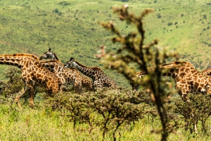 Au départ d'Arusha : Safari de 3 jours à Tarangire, Ngorongoro et Manyara