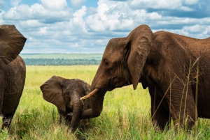 Au départ d'Arusha : Safari de 3 jours à Tarangire, Ngorongoro et Manyara