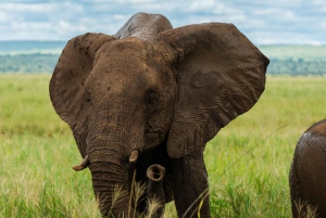 Au départ d'Arusha : Safari de 3 jours à Tarangire, Ngorongoro et Manyara