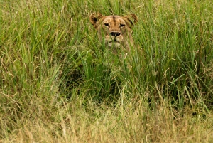 Au départ d'Arusha : Safari de 3 jours à Tarangire, Ngorongoro et Manyara