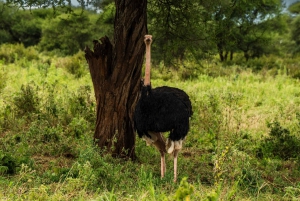 Au départ d'Arusha : Safari de 3 jours à Tarangire, Ngorongoro et Manyara