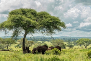 Au départ d'Arusha : Safari de 3 jours à Tarangire, Ngorongoro et Manyara