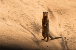 Au départ d'Arusha : Safari de 3 jours à Tarangire, Ngorongoro et Manyara