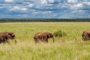 Au départ d'Arusha : Safari de 3 jours à Tarangire, Ngorongoro et Manyara