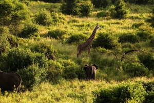 Au départ d'Arusha : Safari de 3 jours à Tarangire, Ngorongoro et Manyara
