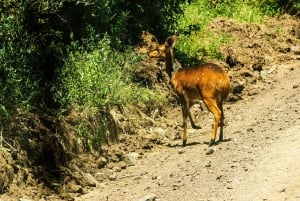 Au départ d'Arusha : Safari de 3 jours à Tarangire, Ngorongoro et Manyara