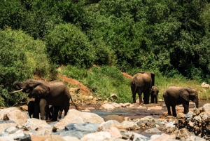 Au départ d'Arusha : Safari de 3 jours à Tarangire, Ngorongoro et Manyara