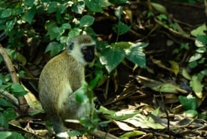 Au départ d'Arusha : Safari de 3 jours à Tarangire, Ngorongoro et Manyara