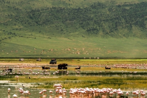 Au départ d'Arusha : Safari de 3 jours à Tarangire, Ngorongoro et Manyara