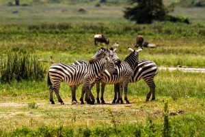 Au départ d'Arusha : Safari de 3 jours à Tarangire, Ngorongoro et Manyara