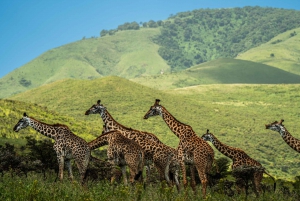 Au départ d'Arusha : Safari de 3 jours à Tarangire, Ngorongoro et Manyara