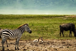 Au départ d'Arusha : Safari de 3 jours à Tarangire, Ngorongoro et Manyara