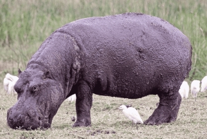 Från Arusha: 4-dagars safari i Rift Valley med logi