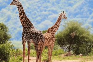 Från Arusha: 4-dagars safari i Rift Valley med logi