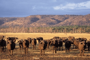 Från Arusha: 4-dagars safari i Rift Valley med logi