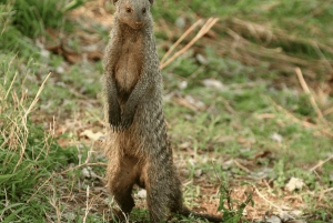 Från Arusha: 4-dagars safari i Rift Valley med logi