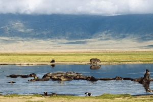 Från Arusha: 4-dagars safari i Rift Valley med logi