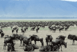 Från Arusha: 4-dagars safari i Rift Valley med logi