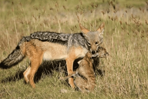 Från Arusha: 4-dagars safari i Rift Valley med logi