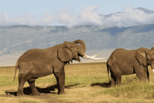 Från Arusha: 4-dagars safari i Rift Valley med logi