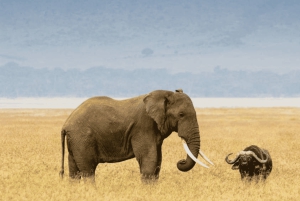 Från Arusha: 4-dagars safari i Rift Valley med logi