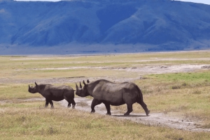 Från Arusha: 4-dagars safari i Rift Valley med logi