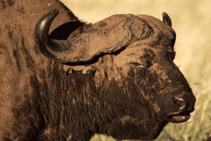 Från Arusha: 4-dagars safari i Rift Valley med logi