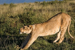 Från Arusha: 4-dagars safari i Rift Valley med logi