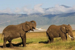 Från Arusha: 4-dagars safari i Rift Valley med logi