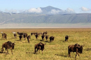 Från Arusha: 4-dagars safari i Rift Valley med logi