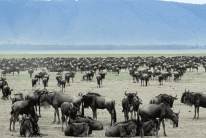 アルーシャ発：宿泊付き4日間リフトバレーサファリ