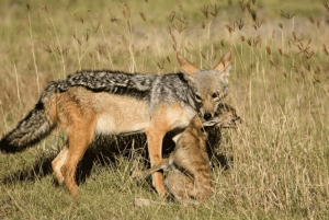 アルーシャ発：宿泊付き4日間リフトバレーサファリ