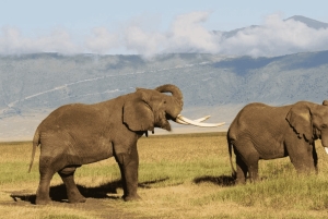 アルーシャ発：宿泊付き4日間リフトバレーサファリ