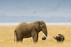 アルーシャ発：宿泊付き4日間リフトバレーサファリ