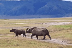 アルーシャ発：宿泊付き4日間リフトバレーサファリ