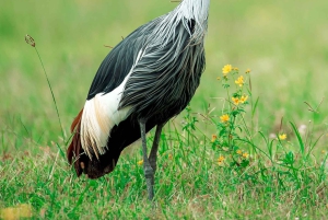 Från Arusha: 6-dagars klassisk safari i Tanzania med logi