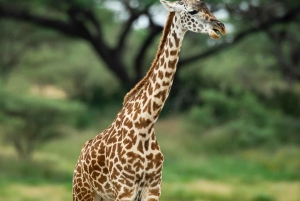 Från Arusha: 6-dagars klassisk safari i Tanzania med logi