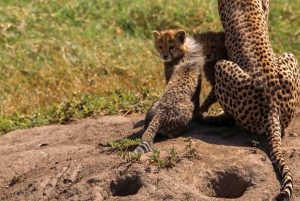 Från Arusha: 6-dagars klassisk safari i Tanzania med logi