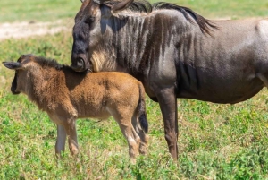 Från Arusha: 6-dagars klassisk safari i Tanzania med logi