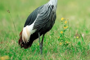 Von Arusha aus: 6-tägige klassische Tansania-Safari mit Unterkunft