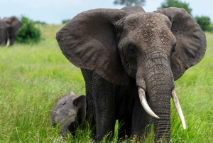 From Arusha: 6-Day Wildebeest Migration Safari