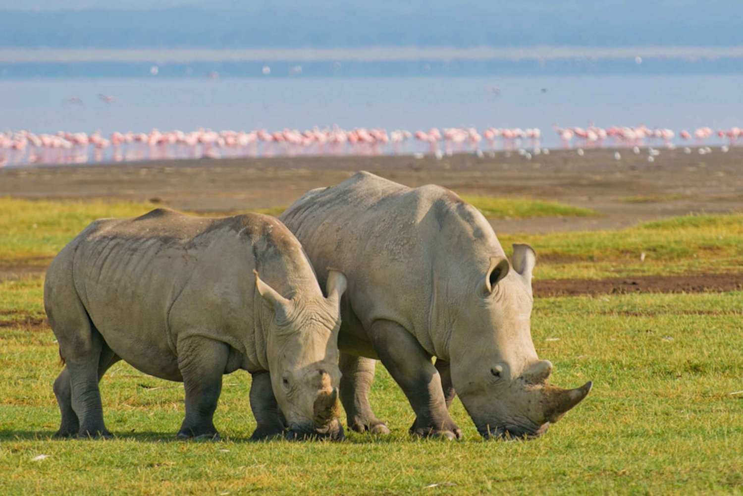 From Arusha: 7-Day Big 5 Safari with Accommodation