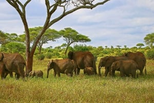 From Arusha: 7 Day Classic Safari Central Northern Circuit