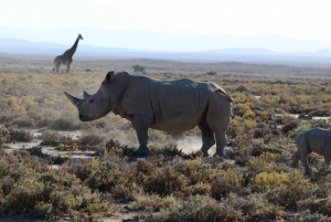 From Arusha: 7 Day Classic Safari Central Northern Circuit
