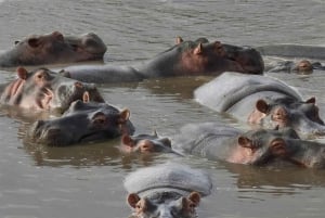 Desde Arusha: Safari de 7 días por el norte de Tanzania