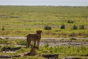 Desde Arusha: Safari de 7 días por el norte de Tanzania