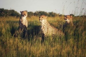 Desde Arusha: Safari de 7 días por el norte de Tanzania