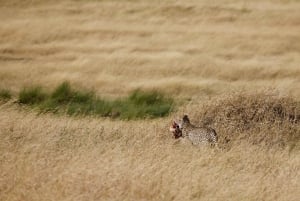 Desde Arusha: Safari de 7 días por el norte de Tanzania