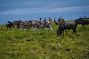 Desde Arusha: Safari de 7 días por el norte de Tanzania